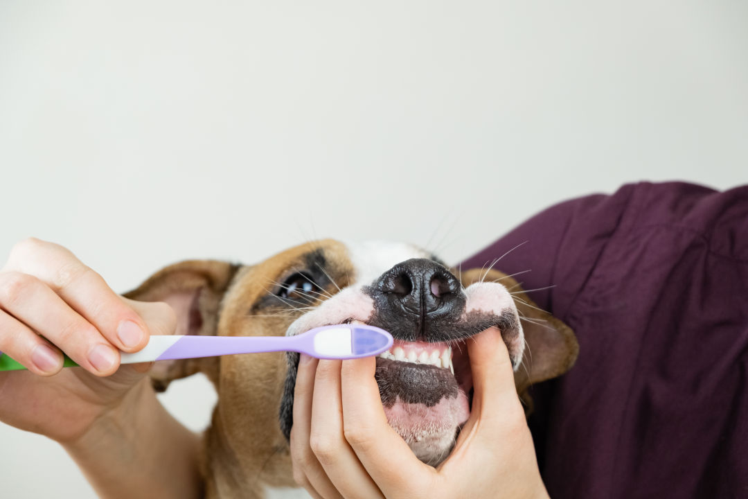imagen-frutas-que-pueden-comer-los-perros